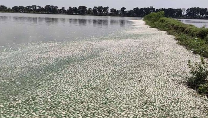 বিদ্যুৎ বিভ্রাট নয়, ব্যবস্থাপনার ঘাটতিতেই খামারে মাছের মৃত্যু