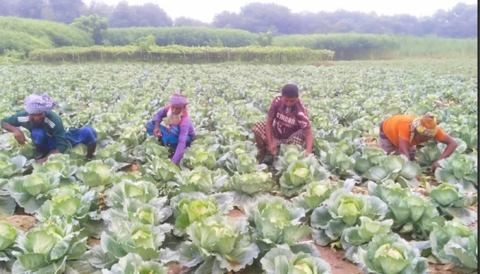 ‘বিঘায় লাভ দেড় লাখ’, আগাম সবজি চাষে ব্যস্ত কৃষকরা