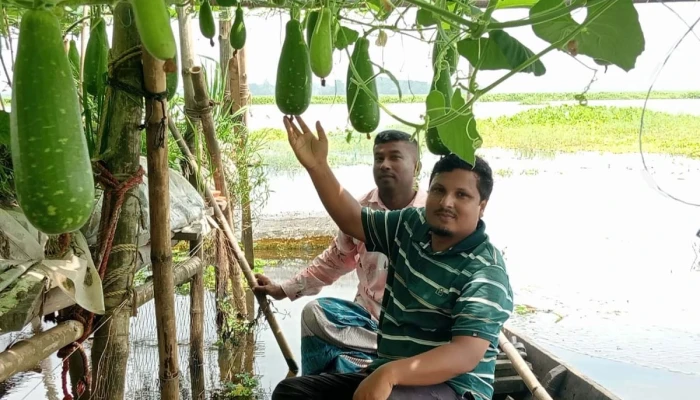 ভাসমান সবজি চাষে বদলাচ্ছে নবীনগর