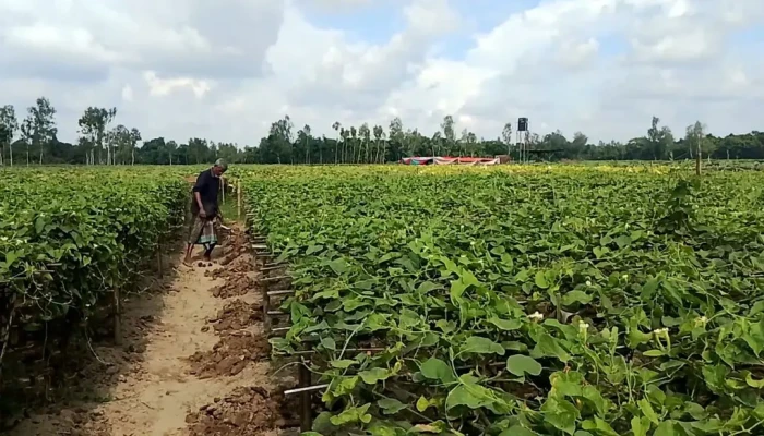 কুড়িগ্রামে আগাম সবজিতে লাভের স্বপ্ন, সার-কীটনাশকের দামে শঙ্কা