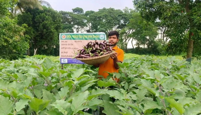 মালচিং পদ্ধতিতে তৈরি হয়েছে নতুন উদ্দীপনা