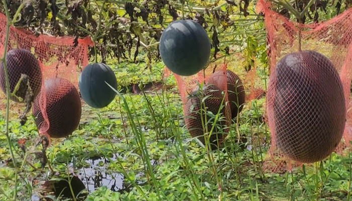 ইউটিউব দেখে তরুণ কান্তির বাজিমাত: পুকুরেই ঝুলছে সারি সারি তরমুজ