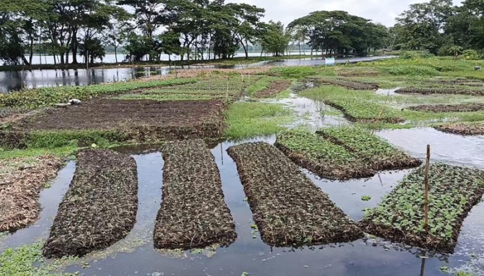 কচুরিপানার ভাসমান বেডে স্বপ্ন বুনছেন চাষিরা