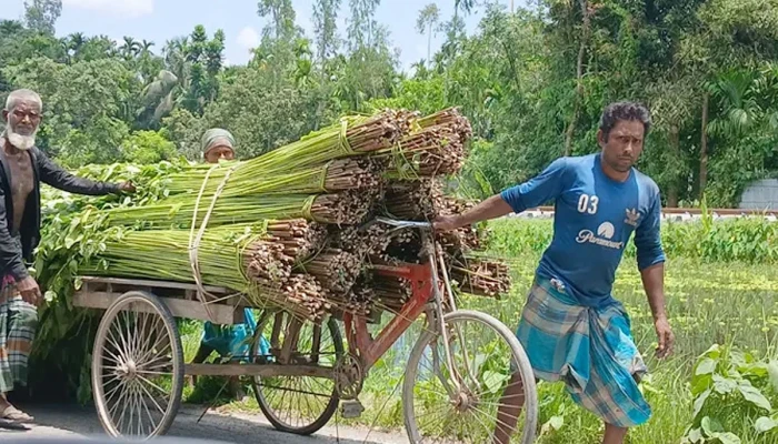 কুড়িগ্রামে সোনালি আঁশের বিবর্ণ রূপ
