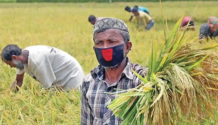 ​১৪ লাখ কৃষকের সুদসহ কৃষিঋণ মওকুফ