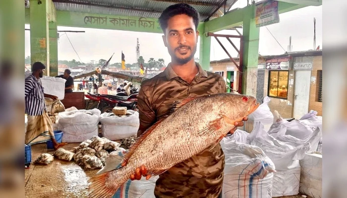 ৮ কেজির দাতিনা  ৪০ হাজারে বিক্রি