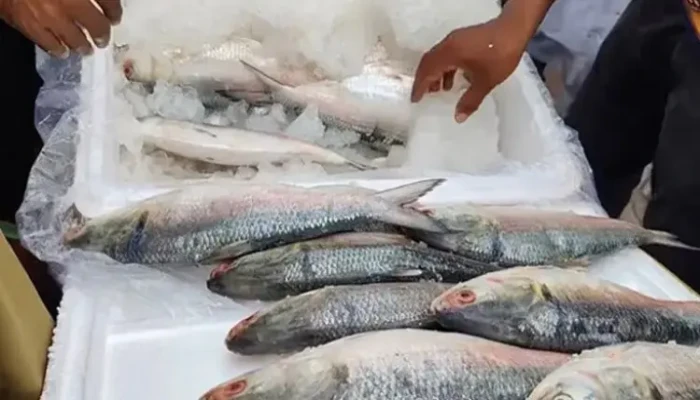 এবারও দুর্গাপূজায় ইলিশ চায় ভারত