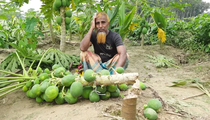 শত্রুতার জেরে বর্গাচাষির ফলন্ত পেঁপে গাছ কেটে সাবাড়
