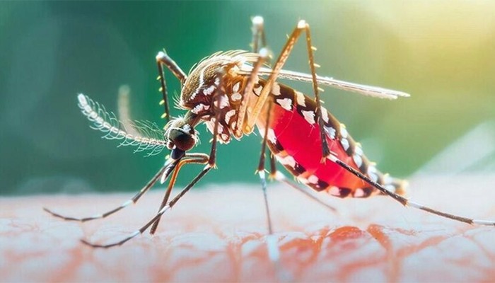​ডেঙ্গুতে ২৪ ঘণ্টায় প্রাণ গেল আরও ছয়জনের