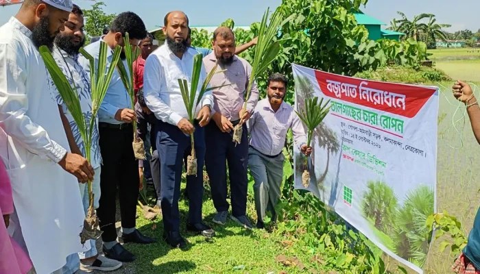 বজ্রপাত থেকে সুরক্ষায় ২০০ তালের চারা রোপণ