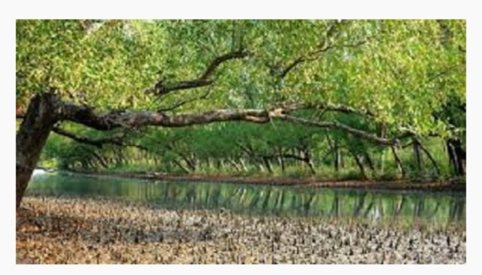 সুন্দরবনে ঘুমন্ত দুই জেলেকে কুপিয়ে জখম