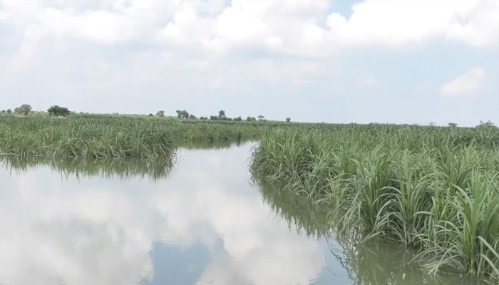 প্লাবিত হলো হাজারো বিঘা ফসলি জমি