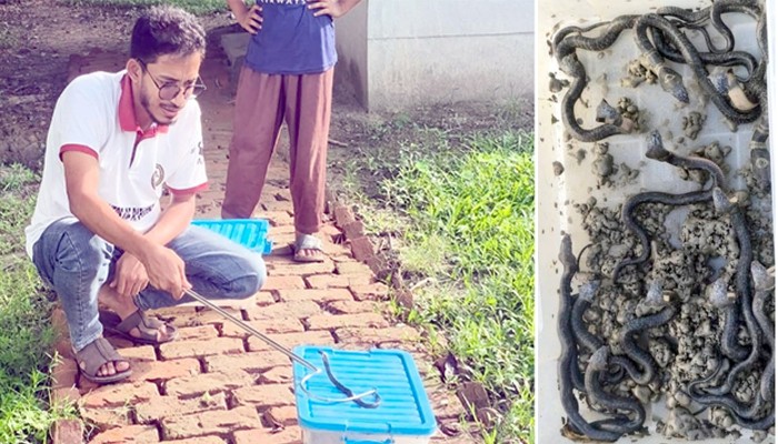 ​ডিম ফুটে বের হলো ১৪টি পদ্মগোখড়ার বাচ্চা