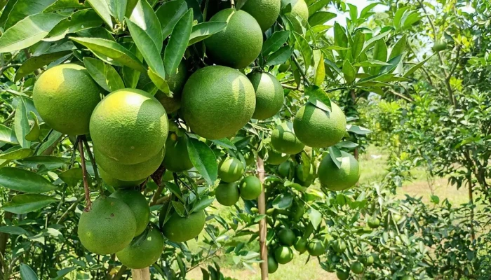 থোকায় থোকায় ঝুলছে মাল্টা