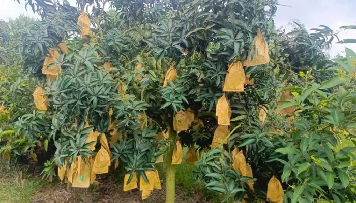 এখনও গাছে ঝুলছে  আম!