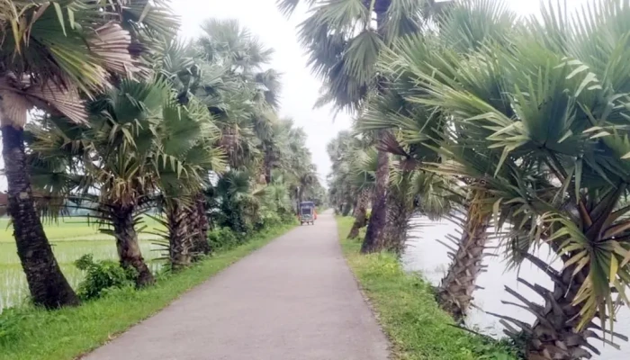 বিশুদ্ধ বাতাসের খোঁজে গ্রামের চিত্রই বদলে দিলেন মসজিদের ইমাম