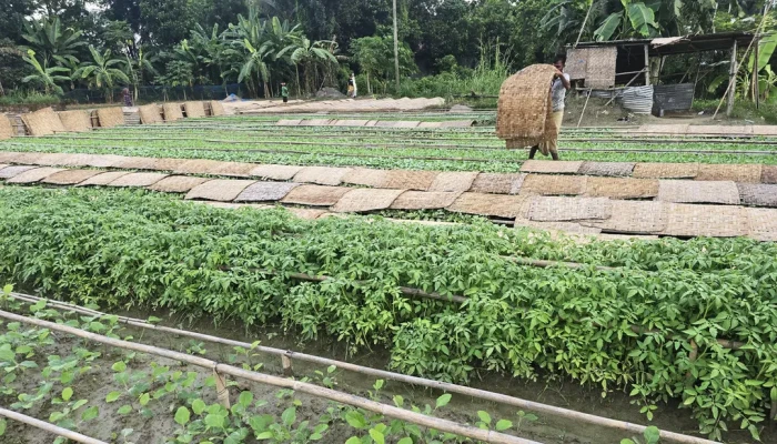 ২০ কোটি টাকার সবজি চারা নিয়ে দিশেহারা চাষিরা