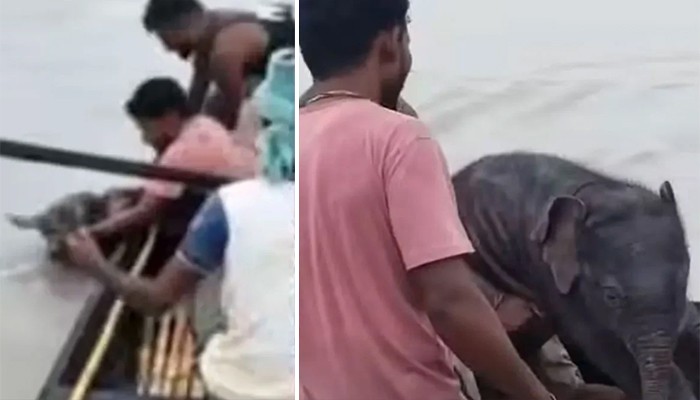 স্রোতে ভেসে যাওয়া হস্তিশাবক নৌকায় তুলে বাঁচালেন জেলেরা
