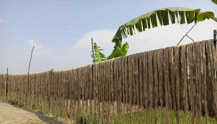 পাটের ভালো দাম পেয়ে খুশি সোনাতলার কৃষকেরা