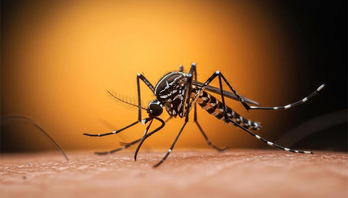 ​ডেঙ্গু আক্রান্ত হয়ে আটজনের মৃত্যু, হাসপাতালে ভর্তি ১৭৮২