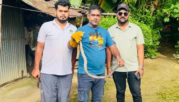 ​বসতঘর থেকে পদ্ম গোখরা সাপ উদ্ধার
