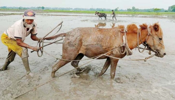 আদিম যুগে ফিরছে কৃষি
