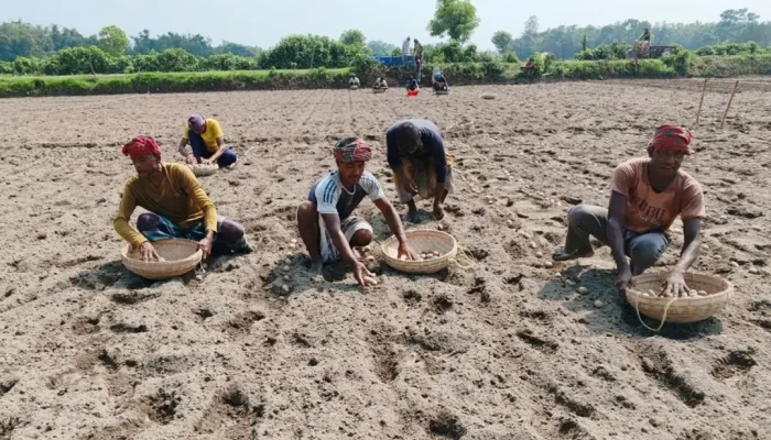 লাভের আশায় নীলফামারীতে আগাম আলু চাষে ব্যস্ত কৃষক