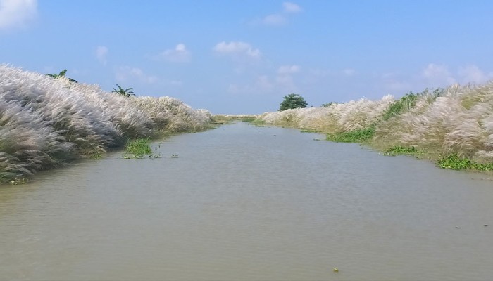 দুই পাশে বিস্তৃত কাশবন, মাঝে ছোট নালা