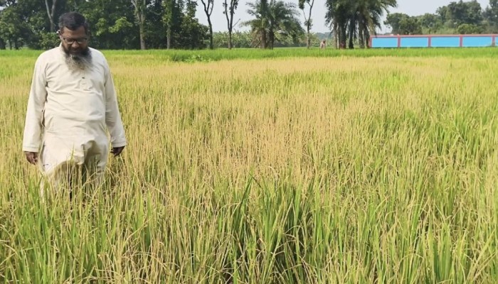 ফসলের সঙ্গে এ কেমন শত্রুতা!