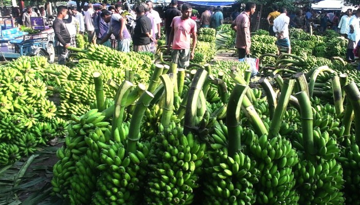 কলার দামে ধস, লোকসানের শঙ্কা চাষিদের