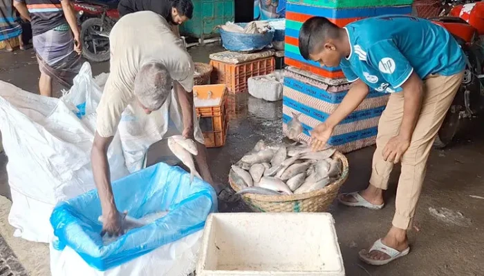 নিষেধাজ্ঞার আগে আবারো বাড়ল ইলিশের দাম
