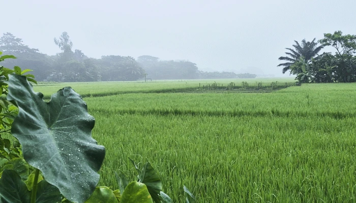 ভোরের শিশিরকণা-কুয়াশা জানান দিচ্ছে শীতের আগমনী বার্তা