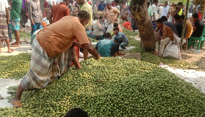 এক বাজারেই দিনে অর্ধকোটি টাকার জলপাই বিক্রি