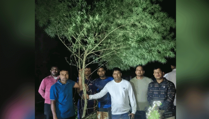 ১৪ ফুট উচু গাঁজার গাছ!