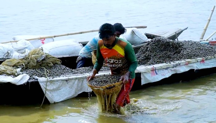 চলনবিলে প্রতিদিন ৩ টন শামুক আহরণ, ঝুঁকিতে জীববৈচিত্র্য