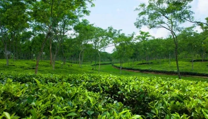 চা রফতানি বাড়ানোর উদ্যোগ