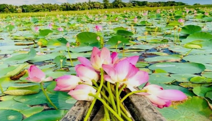 পদ্ম ফুলে মুগ্ধ দর্শনার্থী