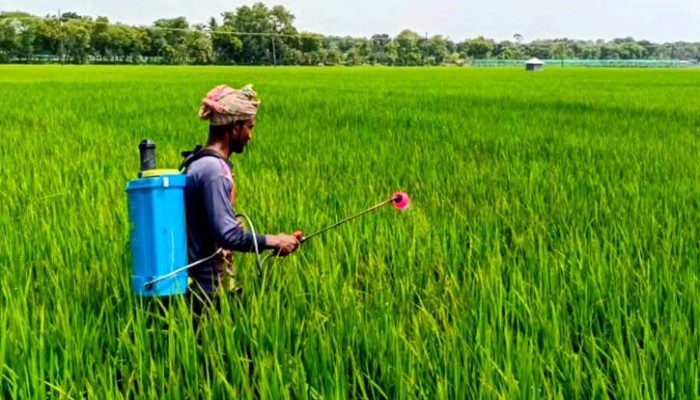 বৃষ্টির অভাবে শুকিয়ে যাচ্ছে আমন ক্ষেত