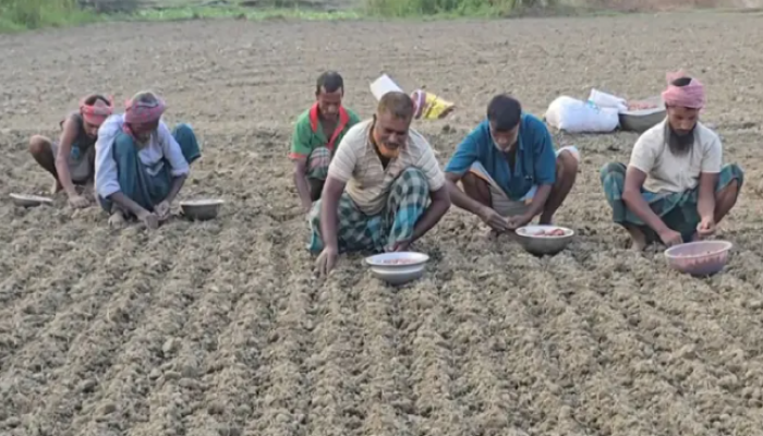 উৎপাদন ব্যয় বাড়ায় অনিশ্চয়তায় ফরিদপুরের পেঁয়াজ চাষি