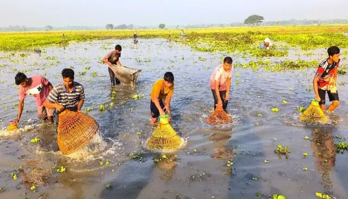 বিলের বুকে মাছ ধরার উৎসব