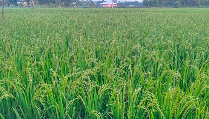 কলাপাড়ায় আমনের বাম্পার ফলনের সম্ভাবনা