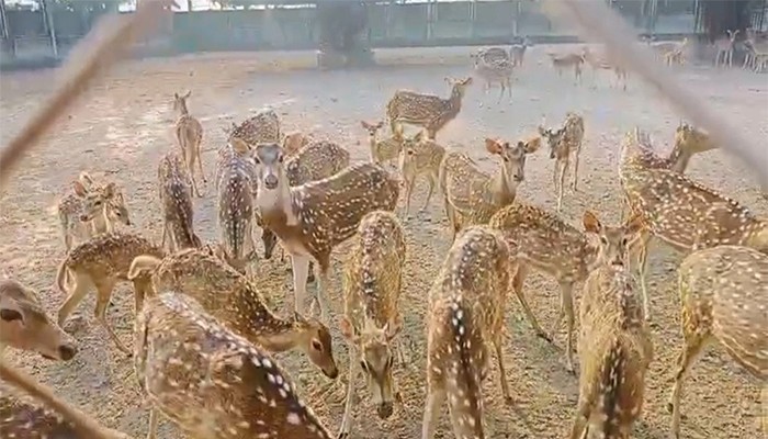 ​ডিপোর আড়ালে শতাধিক হরিণ পালন