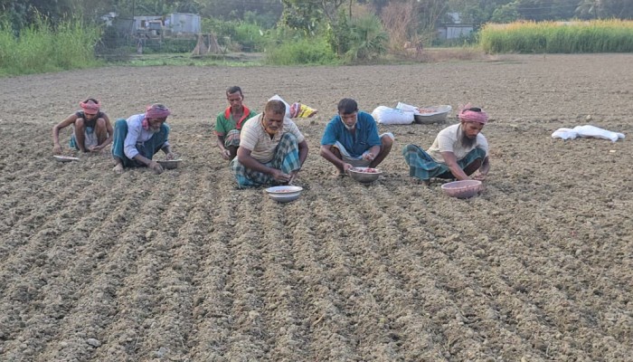শুরুতেই লোকসানের শঙ্কায় আগাম পেঁয়াজ চাষি